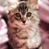 Ben T. & Luna profile picture