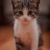 Rachel W. & Whiskers profile picture